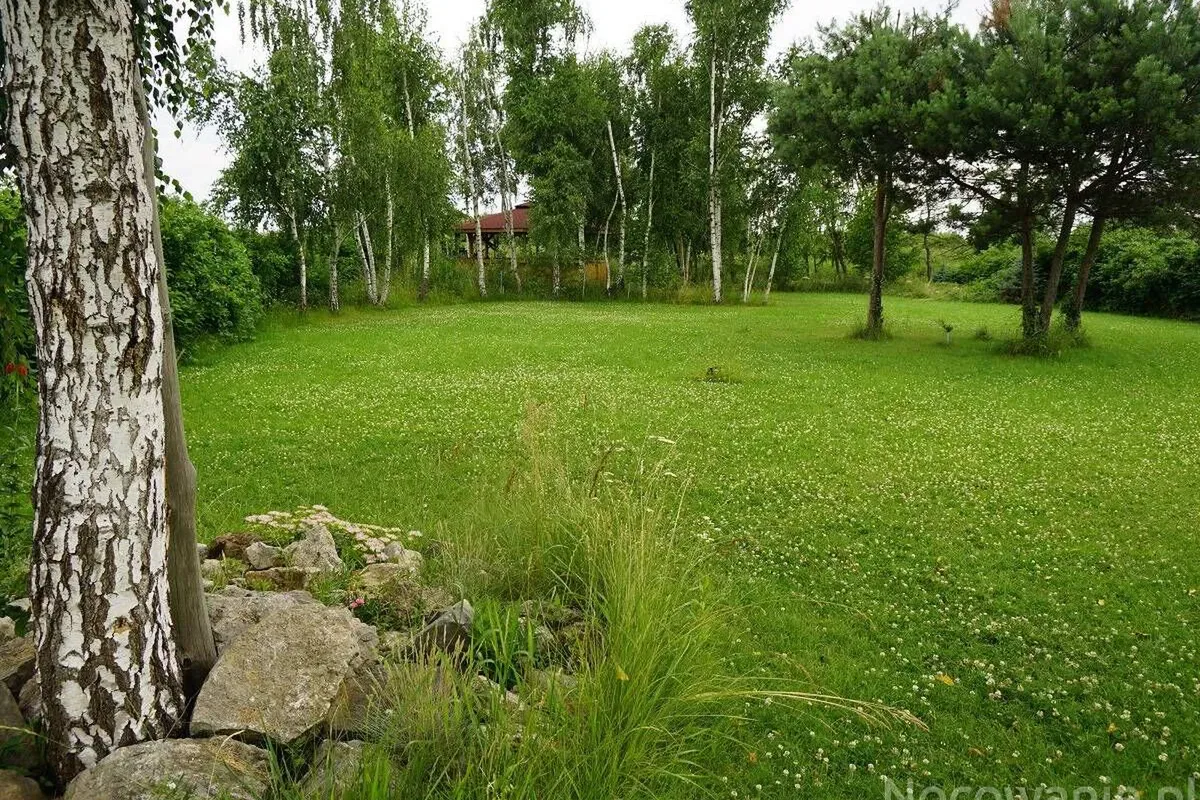 Brzozowy zagajnik w ogrodzie
